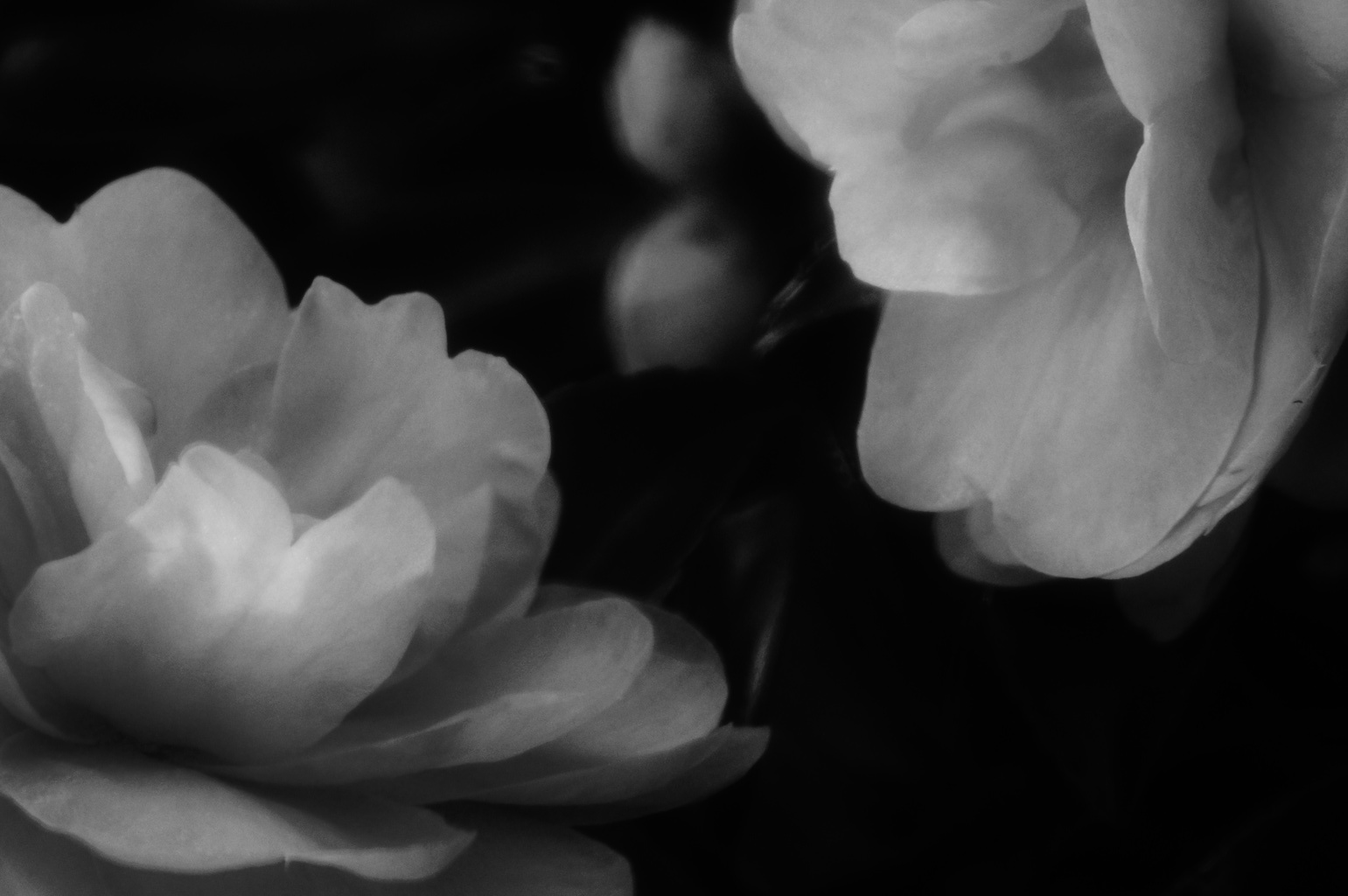 山茶花１