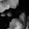 山茶花１