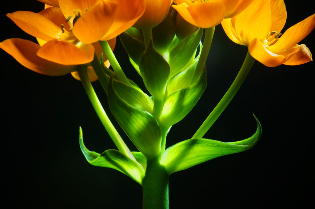 Ornithogalum