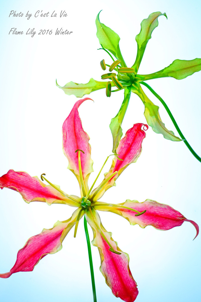 glory lily(栄光のユリ）