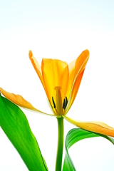 Orannge Tulip