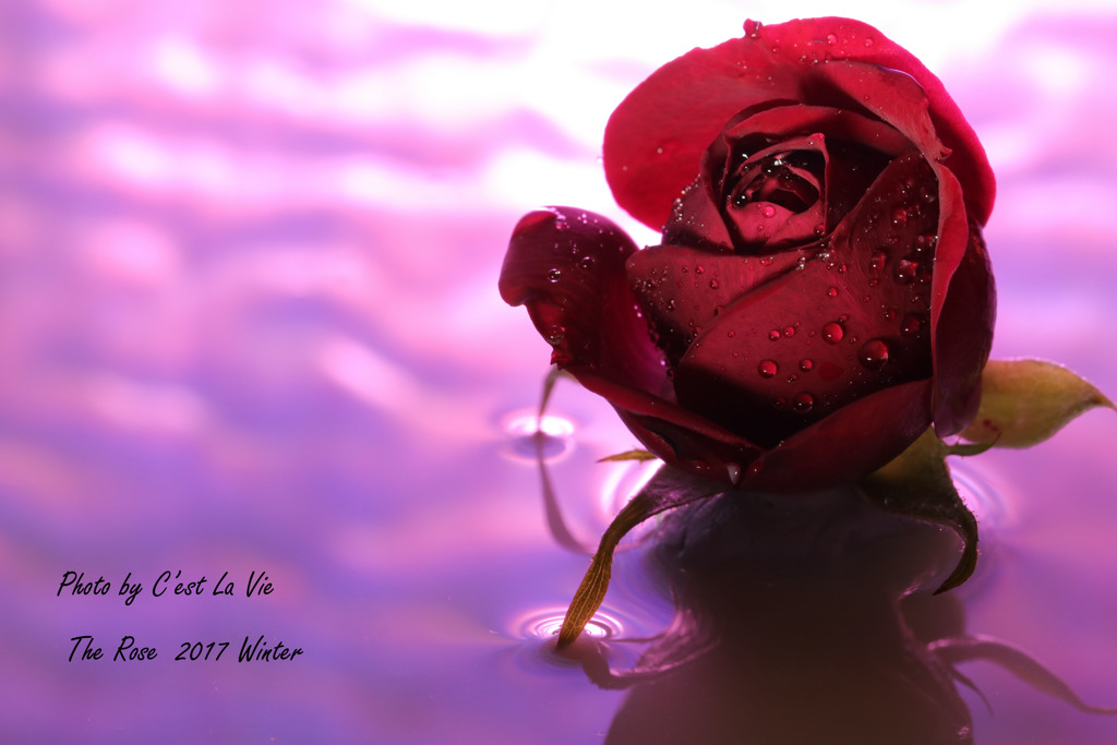 The Rose