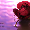 The Rose