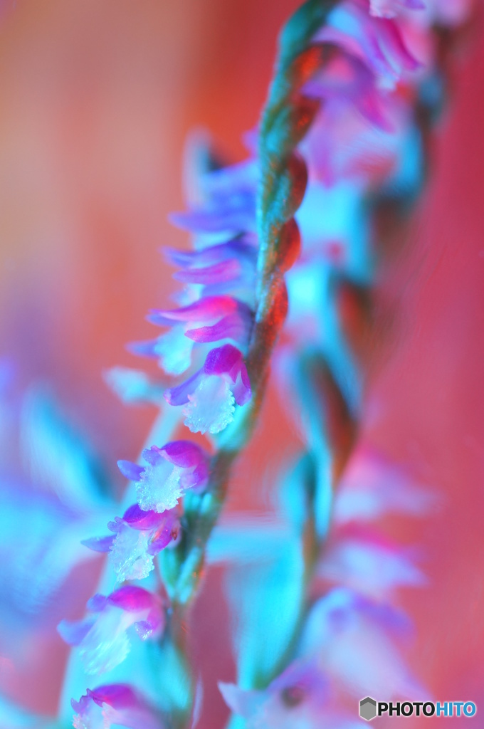 草花NO4