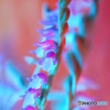 草花NO4