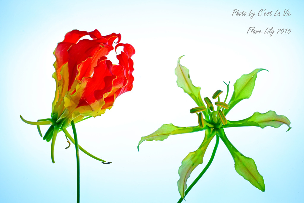 Flame Lily（炎のユリ）