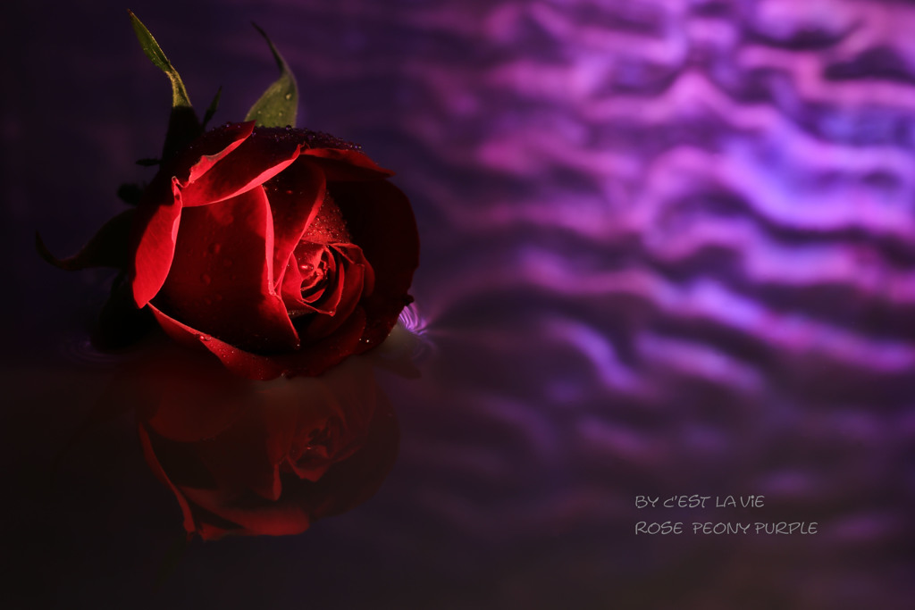 Peony Purple
