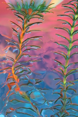 水中花ＮＯ1