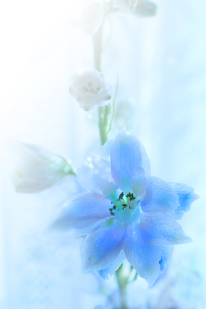 blue 2