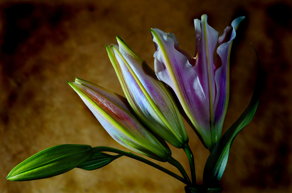 2DSC01297