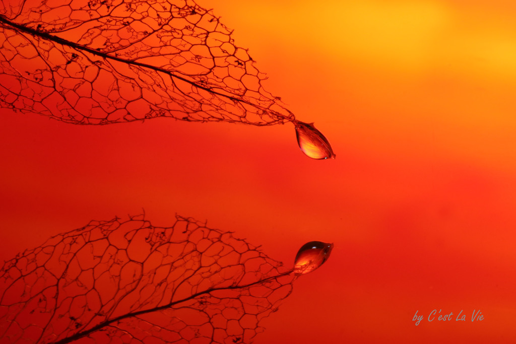 Ｃｏｒａｌ　Ｃｏｌｏｒ
