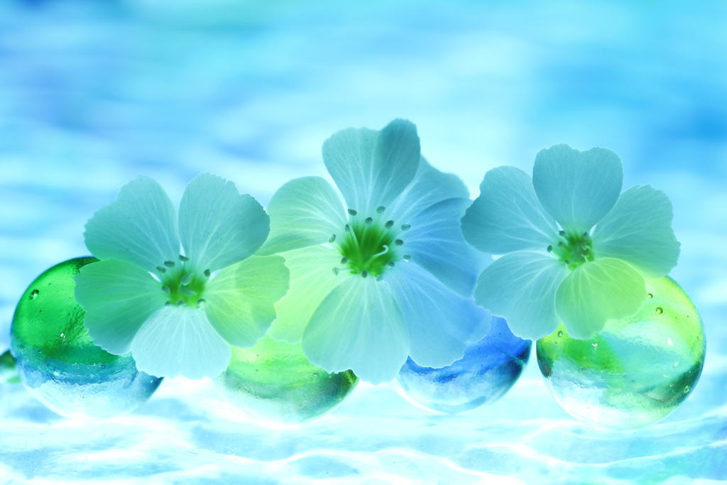 flowers  on the  ice