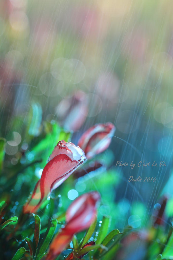 雨のオキザリス