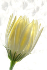 白い花　2