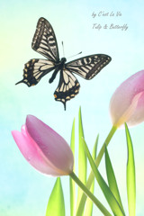 Tulip & butterfly
