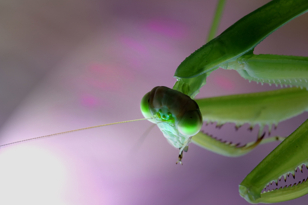 カマキリ　2
