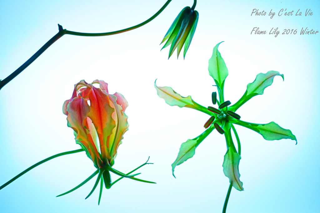 Gloriosa