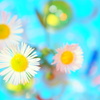 草花NO2