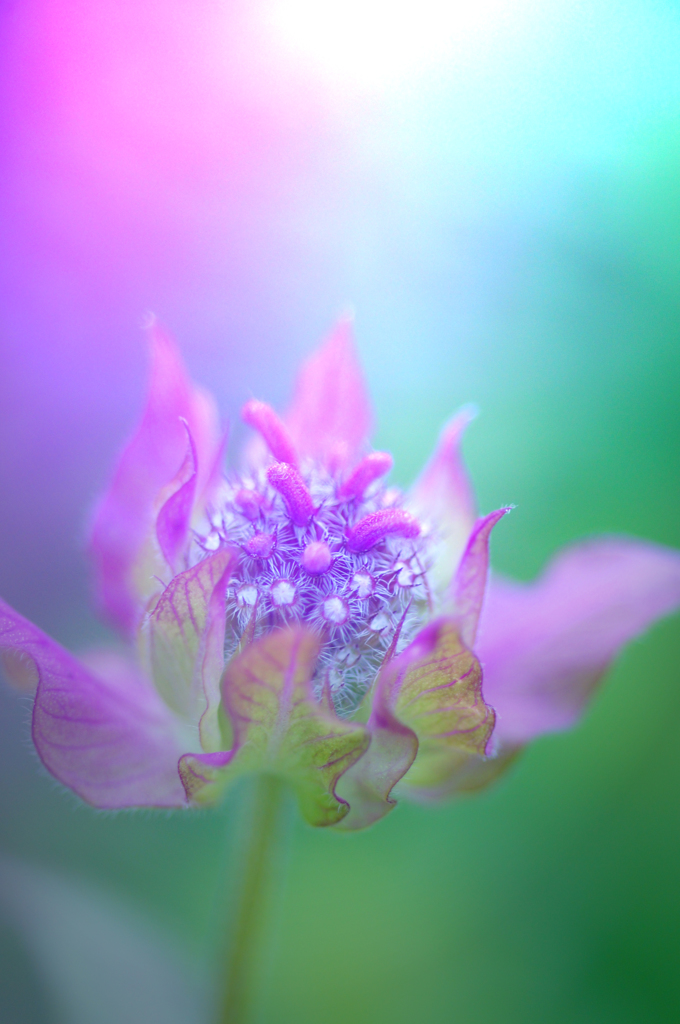 purple shine