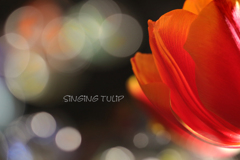 singing tulip