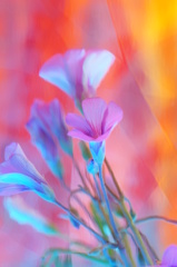 草花１