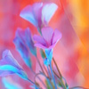 草花１
