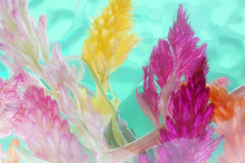 水中花NO5