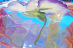 水中花NO3