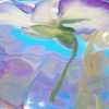 水中花NO3