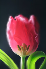 Pink Tulipu