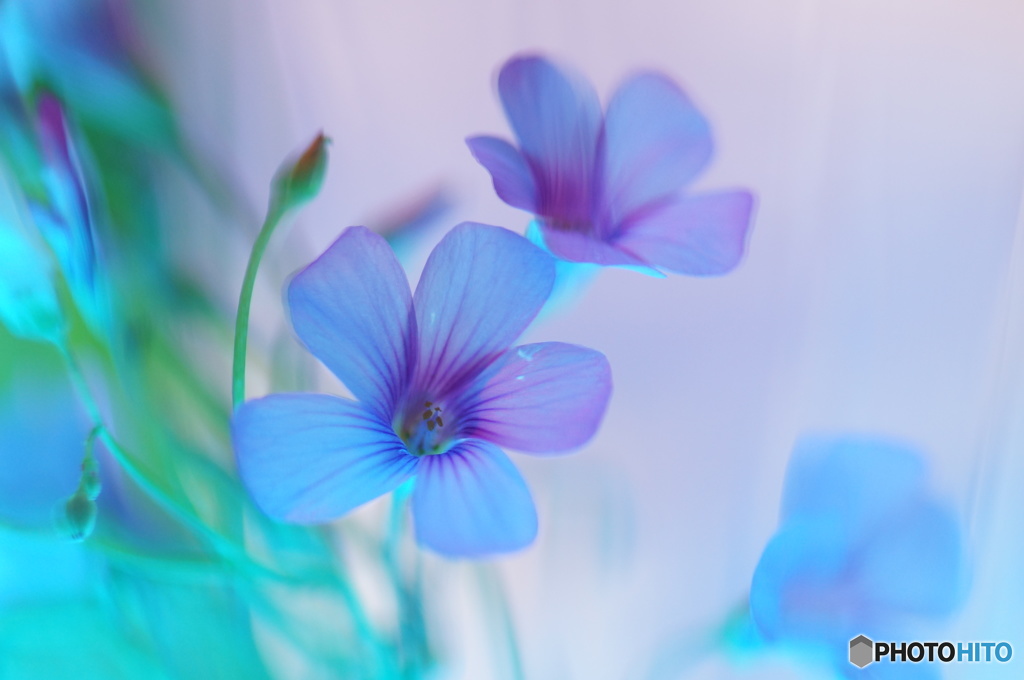 草花NO3