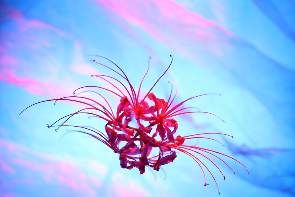 曼珠沙華NO1