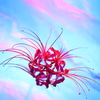 曼珠沙華NO1