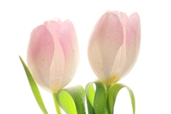 Pink Tulips