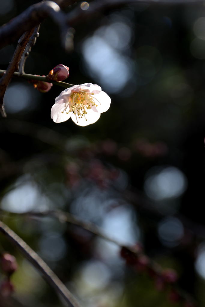 白梅、春の一日