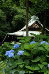 あじさいの深大寺