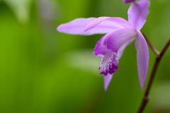 紫蘭の花