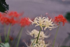 花－1 ヒガンバナ