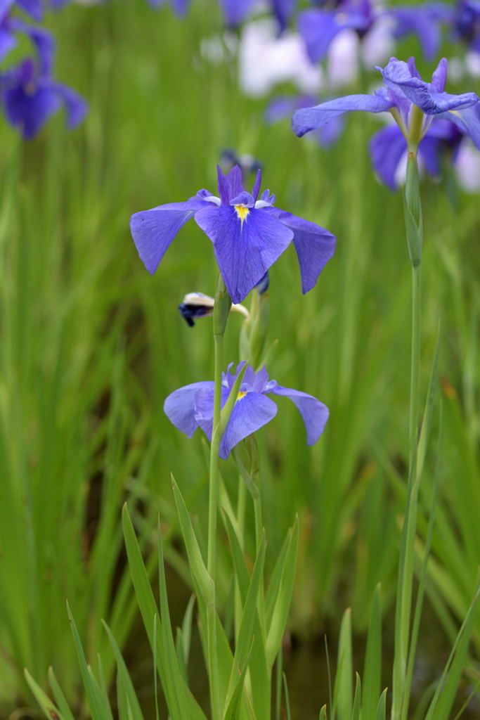 菖蒲の花