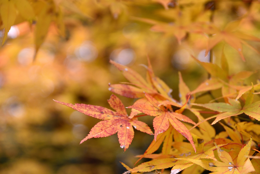 紅葉－5