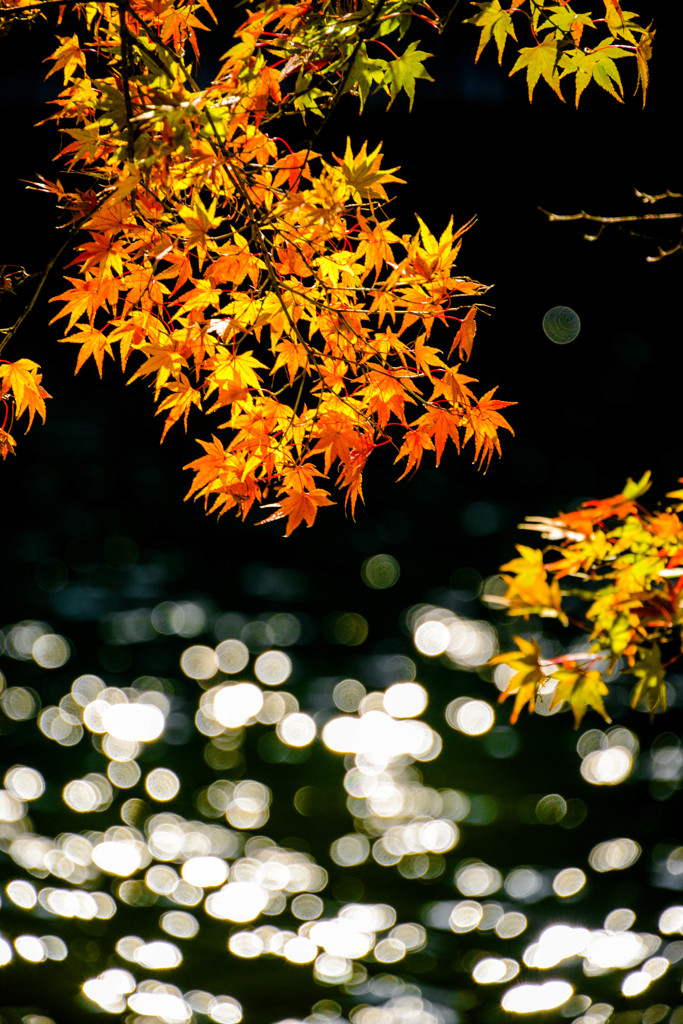 紅葉