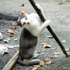 捨てられた猫