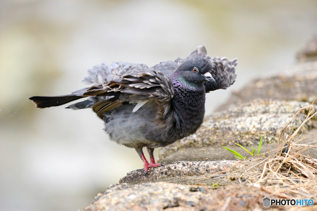 吾輩は鳩である