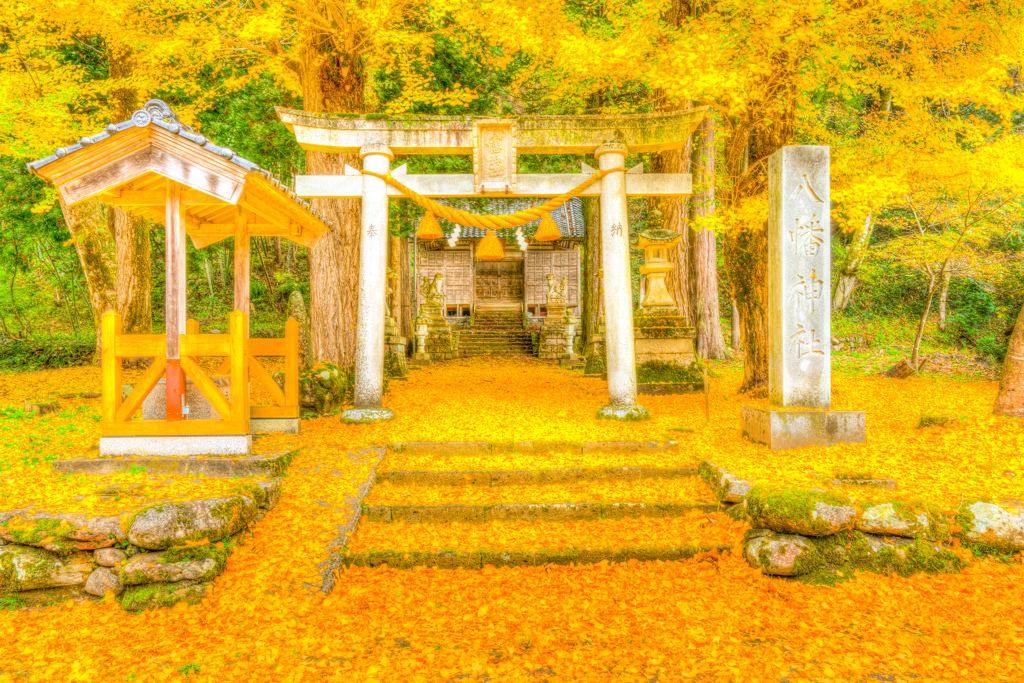 銀杏の彩り