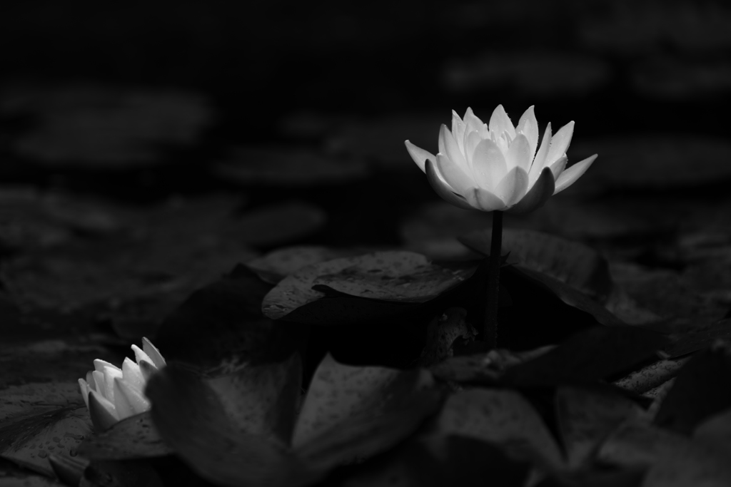 二段階構成