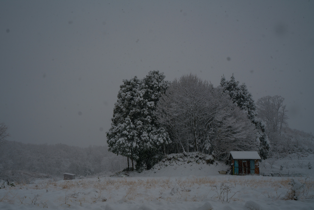雪に染まる
