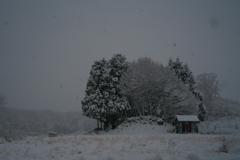 雪に染まる