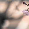 十月桜