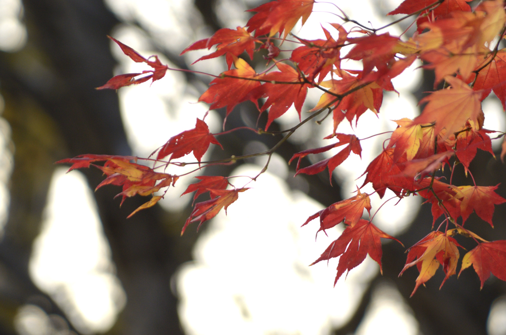 冬の紅葉