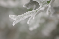 早雪……？